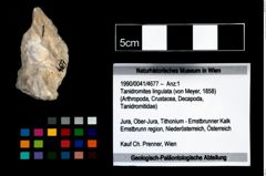 Foto (Objekt + Etikett) von Tanidromites lingulata (von Meyer, 1858)  (NHMW-GEO-1990-0041-4677)